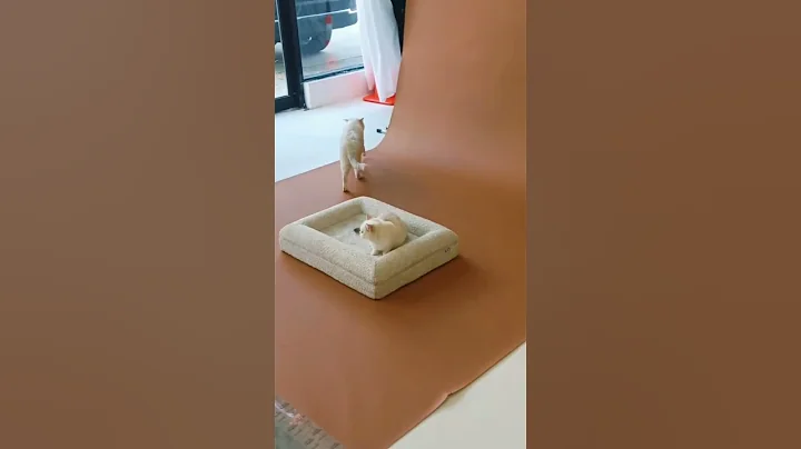 Watch the video about +17548029398 Scottish Chinchilla #cat #kitten #florida #cute #cutecat #cattok #pets #kitty #love