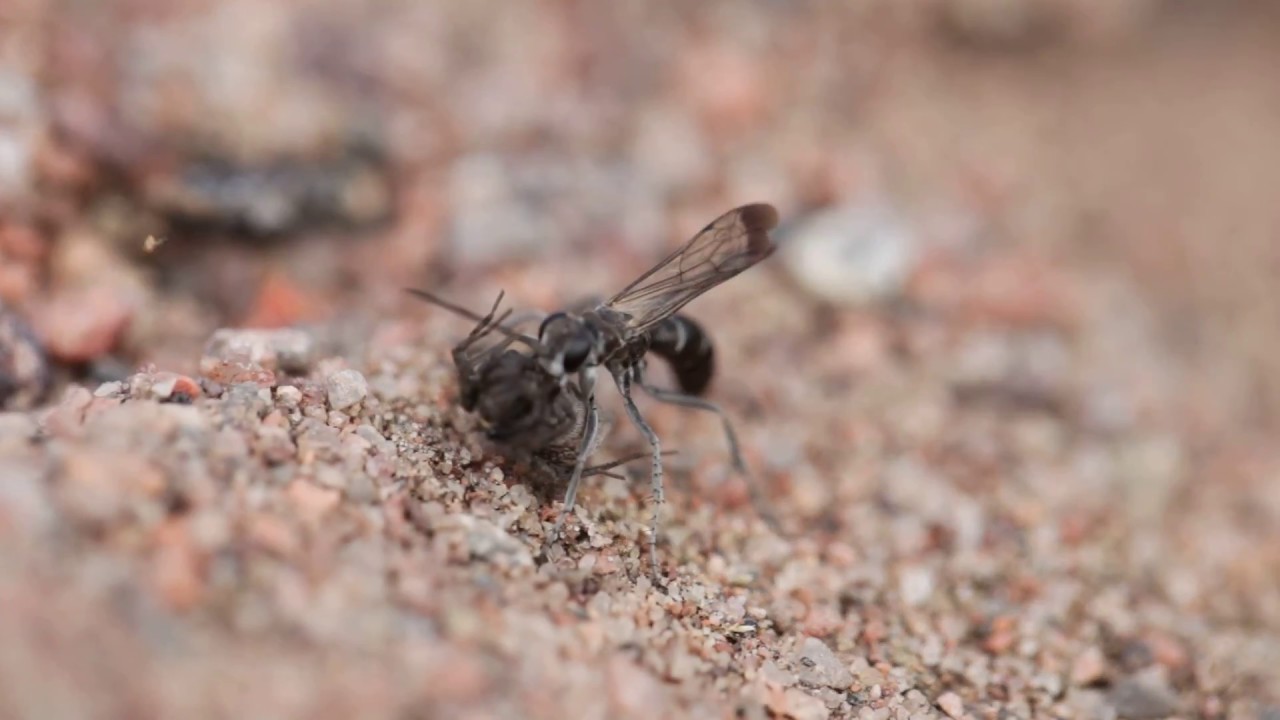 tunnel of trees Leaden Spider Wasp (Pompilus cinereus) Prey Hunting & Nest Digging 2Of2