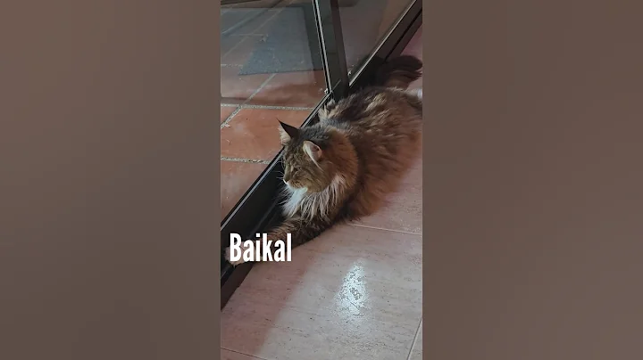 Video 10969421: coon mainecoon cat gato, mains coon cat mainecoon, beautiful mainecoon cat