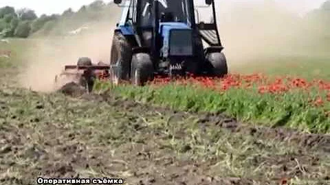 За мак и коноплю на приусадебном участке - штраф до 3,6 млн. рублей