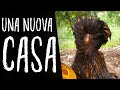 Ho REGALATO 15 galline a CRISTIAN
