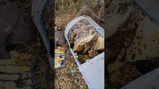 Psycho Bees Filled Up a 50 Gallon Drum With Honeycomb Part 2
