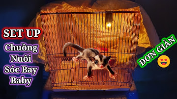 Nuôi Sóc #5: Mua chuồng nuôi Sóc Bay Baby "SET UP" đơn giản. Những điều cần lưu ý khi ráp chuồng 🤪🤪🤪