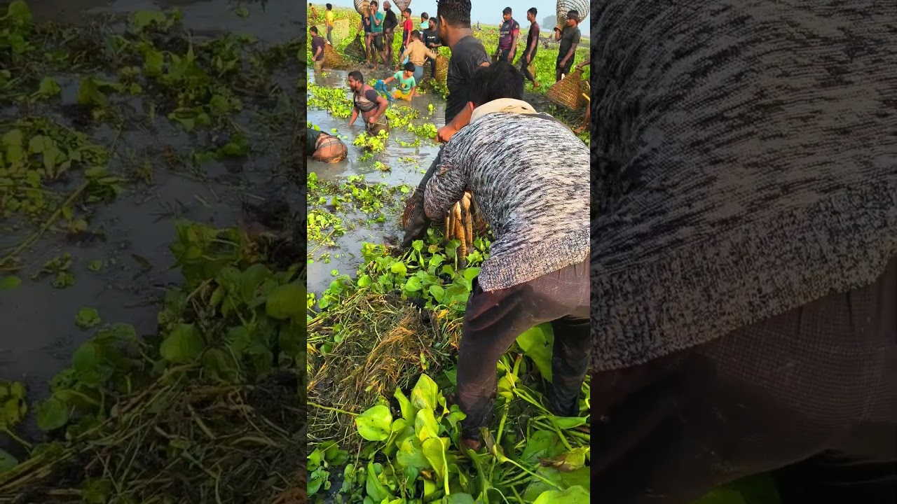 Amazing vaute fish life 