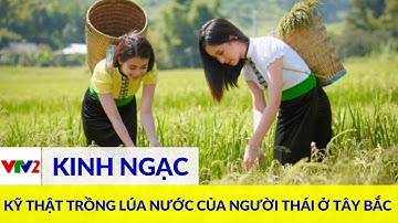 Người Thái: Chủ nhân vùng trồng lúa nước ở Tây Bắc |VTV2