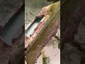 Любите заброшки?) #shorts #абхазия #заброшка #гагра