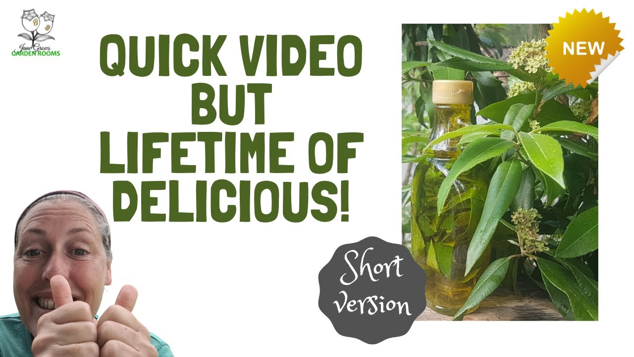 Lemon Myrtle Infused Olive Oil - Short Version! - 