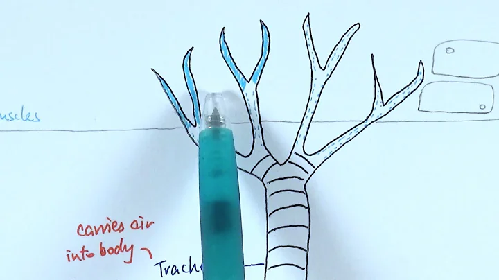 AS Biology - Gas exchange in insects (OCR A Chapter 7.4) - DayDayNews