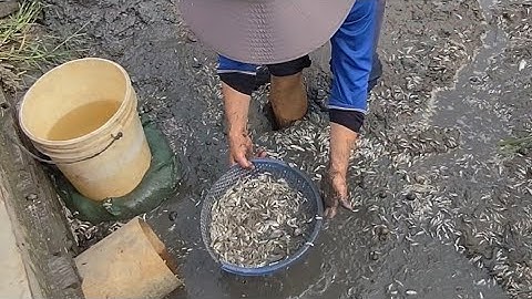 TA67 ||| Bắt cá khi nước cạn , hàng triệu con cá đã ch.ết do xuống kênh không kịp (T8)