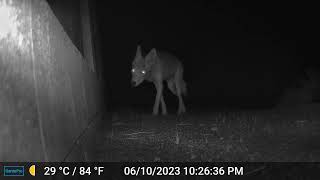 Wash Trail Cam Coyote - Mark Storto Nature Clips