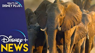 Disneynature’s “elephant” & dolphin reef coming soon to disney+
https://whatsondisneyplus.com/disneynatures-elephant-coming-soon-to-disney/
#disneyplus #disn...