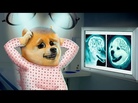 Video: ¿Puedes construir un mejor cerebro para tu perro?