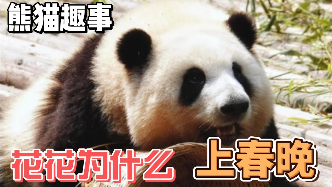 熊猫趣事，带你了解不一样的熊猫世界，花花为什么能上春晚#panda #熊猫 #百科 #萌宠 #花花 #福宝 #萌兰 #七仔 #和叶 #飞云 ...