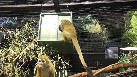 Local Eagle Scout Created Enrichment Items for Our Squirrel Monkey Troop!
