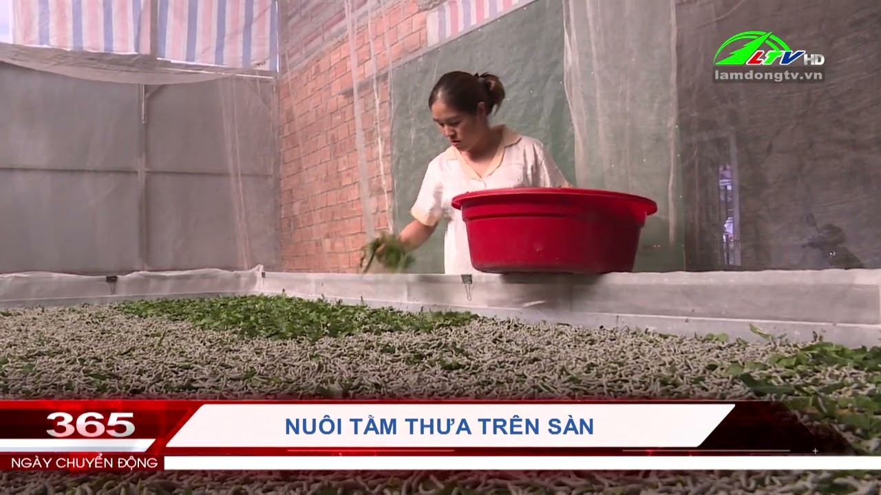 Nuôi tằm thưa trên sàn | Lâm Đồng TV