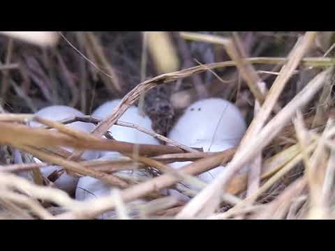 Sarang  & telur burung pipit
