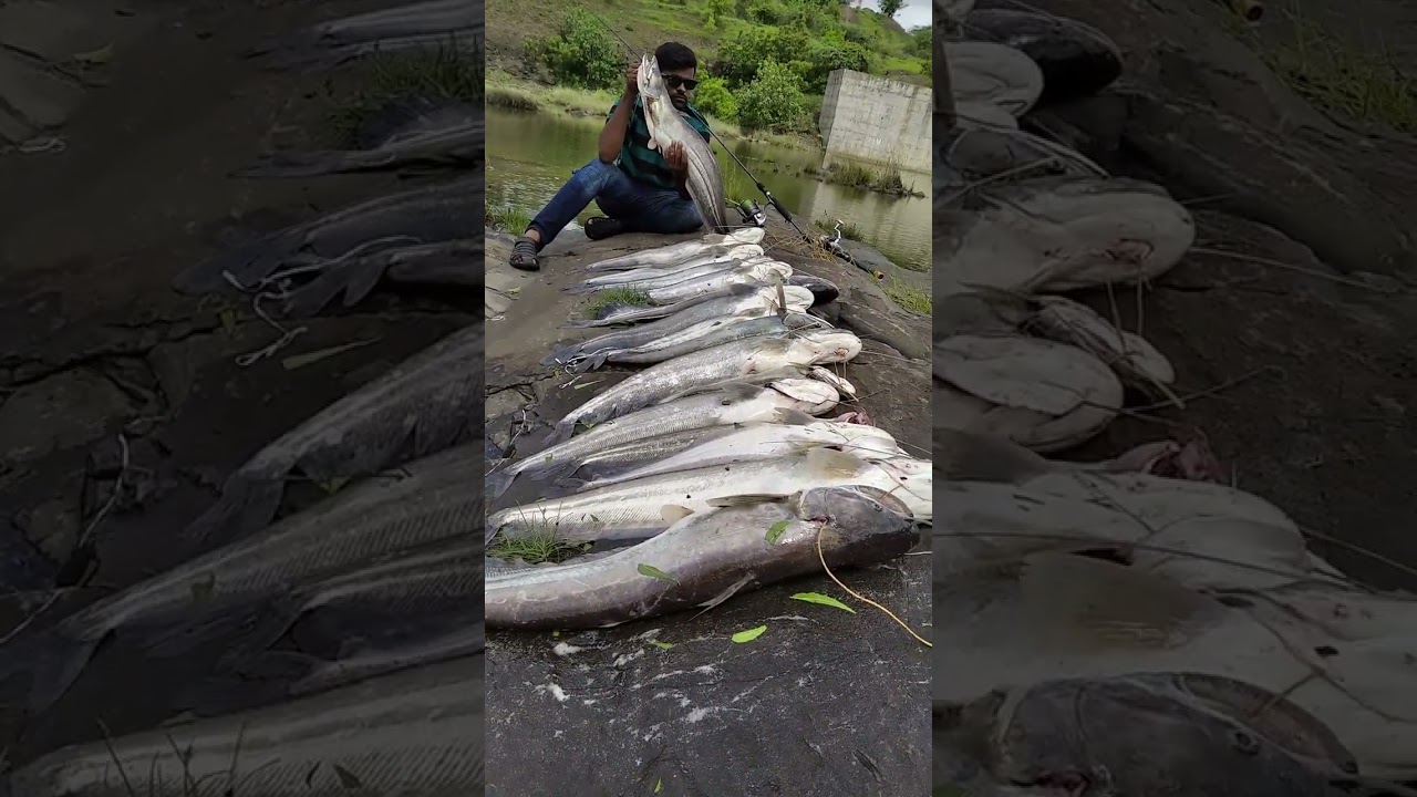 RECORD😱 fishing Wallago fishes catches || Pathan fishing