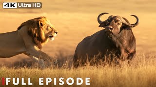 Apex Predators Natures Deadliest Showdowns