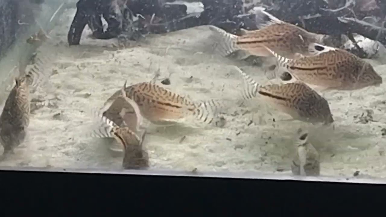 C102 undescribed species of Corydoras