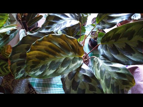 Video: Calathea ve Maranta Farkları: Maranta mı yoksa Calathea mı Büyüyorum