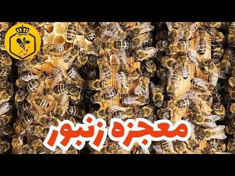 معجزه قرن بره موم زنبور عسل