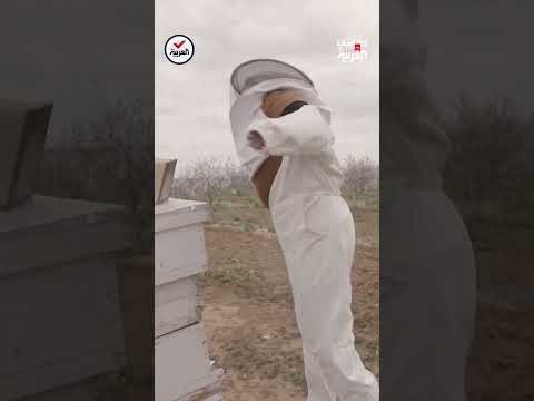 حكايتى على العربية سم النحل رائدات تونس العربية