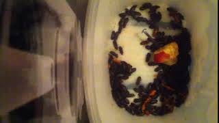IMG 9111 385