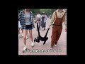 動物園の動物の退勤は本当に面白いそれぞれの動物の退勤方法は実に様々だ #猫 #犬#科学解説#動物
