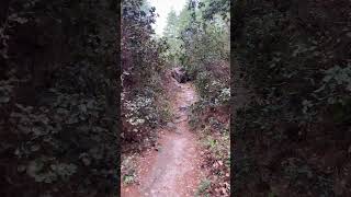 Bhutan’s Blue Pine Forest 🌲🇧🇹 | Calm, Deep &amp; Soul Therapy 🌲  #naturesounds #forestwalk
