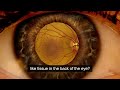 NIH researchers use 3D bioprinting to create eye tissue