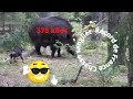 Chasse sanglier record de france battu   378 kilos wild boar hunting record in france 378 kgs