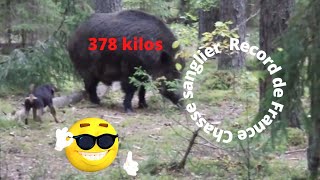 chasse sanglier record de France battu !!!  378 kilos 😱wild boar hunting record in France 378 kgs