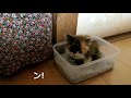 【保護猫】子猫ちゃんのうんち。じょうずにできるかなぁ・・。[Protection cat] Kitten's poop. I wonder if I can do it well.