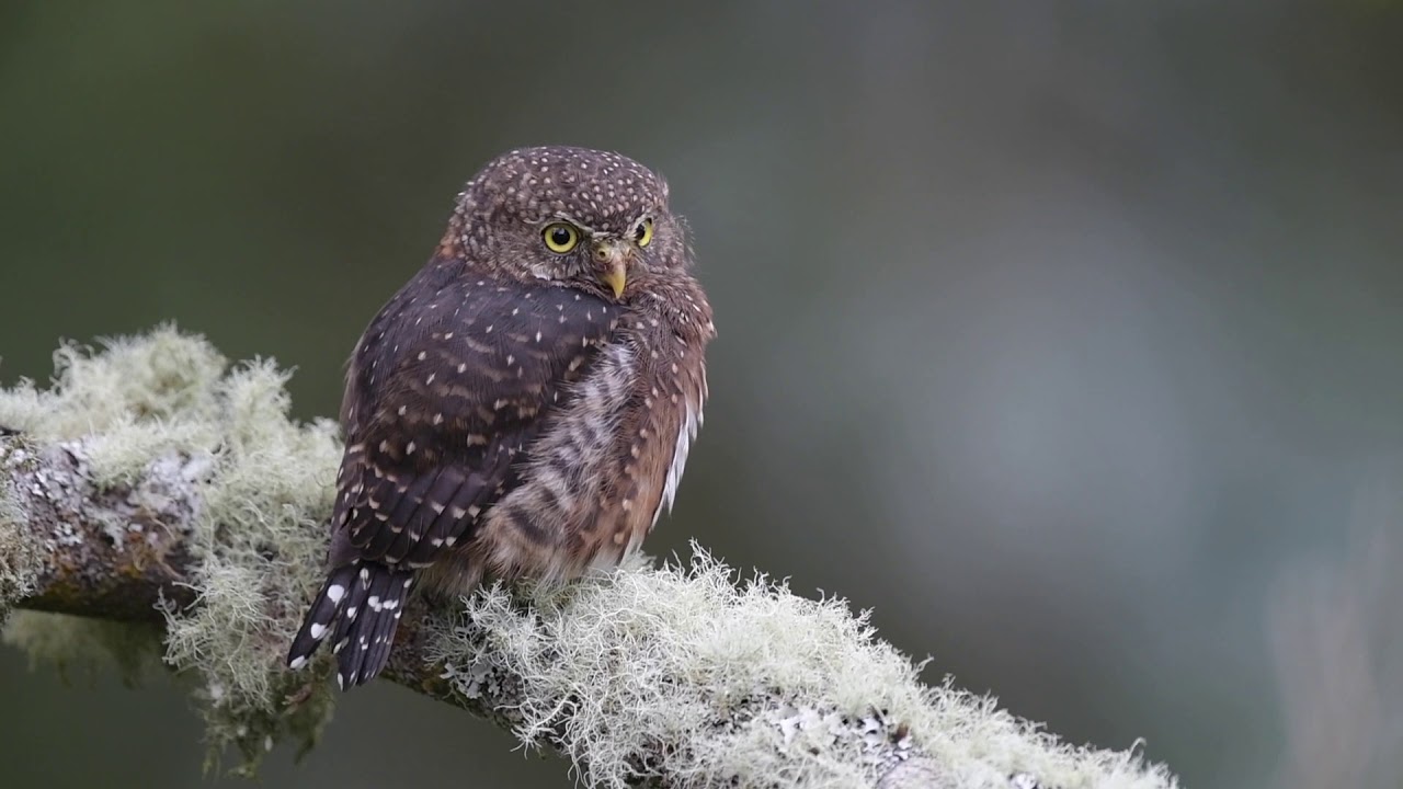 Costa Rican Pygmy Owl 2 