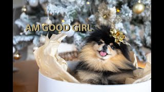 Reasons Why My Dog Will Be On the NICE List by Mocha Pom 18,245 views 4 months ago 5 minutes, 4 seconds