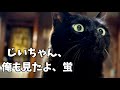 帰ってきた蛍　Fireflies Returned to Our Yard! 