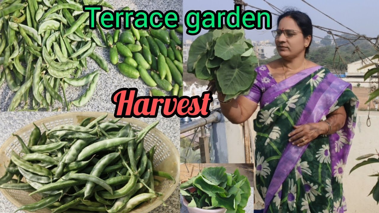 మిద్దెతోటలో వెజిటేబుల్స్ హార్వెస్ట్ 🍀🍅