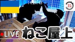 ねこにう Youtube
