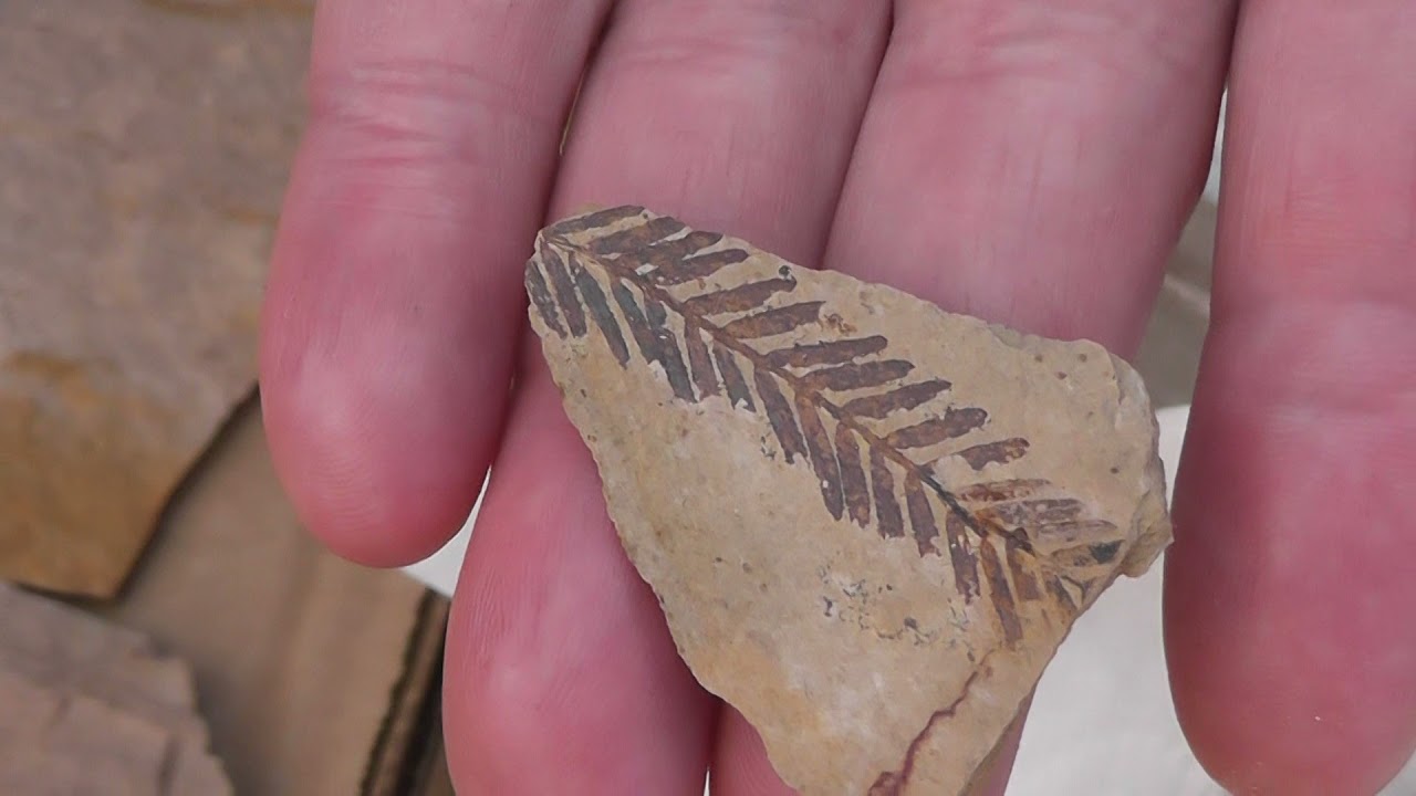 Fossil Finds 2021 British Columbia Paleontological Society Princeton Field Trip