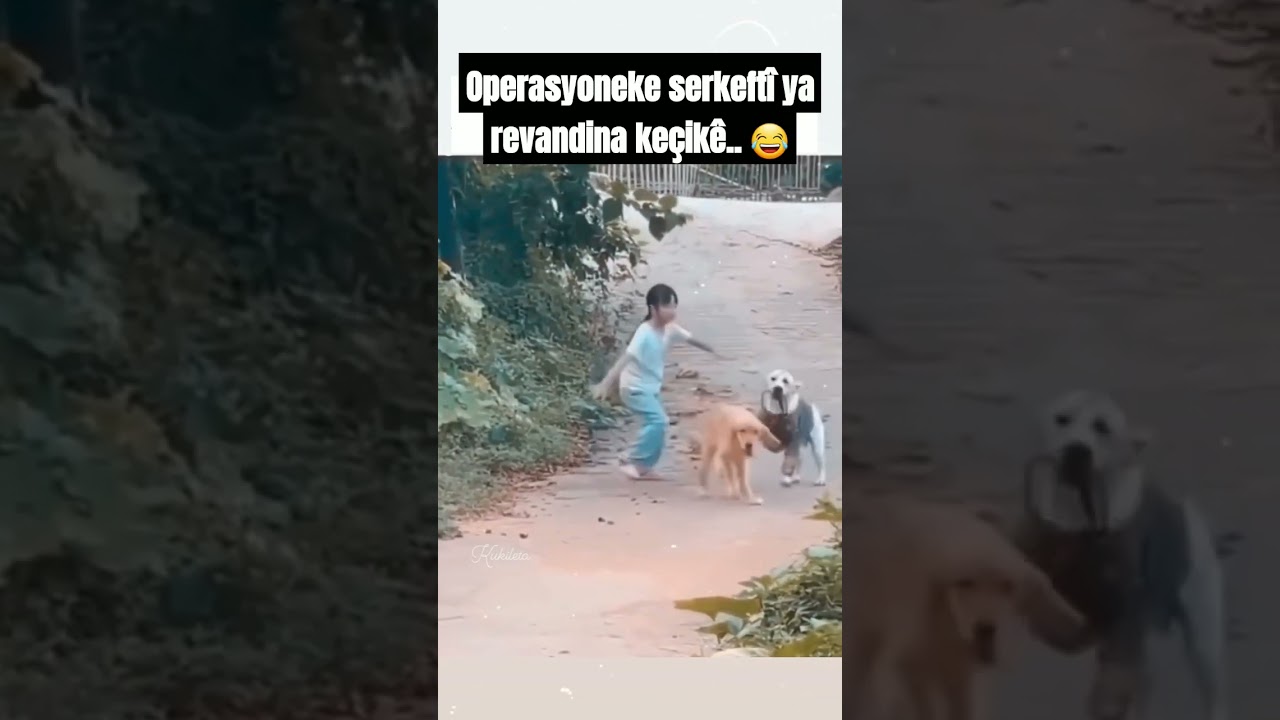 Kûçik hezkirîya xwe wiha revand.. 🐕🐩 