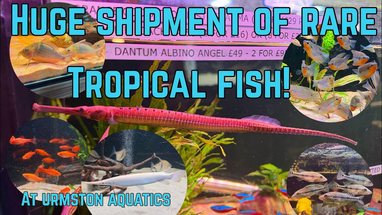 МАГАЗИН ПОЛОН РЕДКИХ И КРАСОЧНЫХ ТРОПИЧЕСКИХ РЫБ