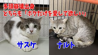 多頭崩壊のオス猫って番長になりたいマザコン気質！