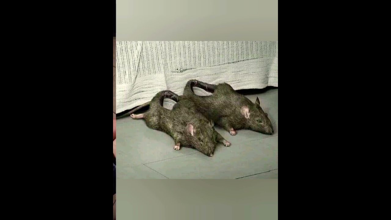 world's weirdest shoes design collection || funny shoes / you have never seen 