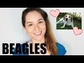 Beagles: Expectations & Realities | KatChats