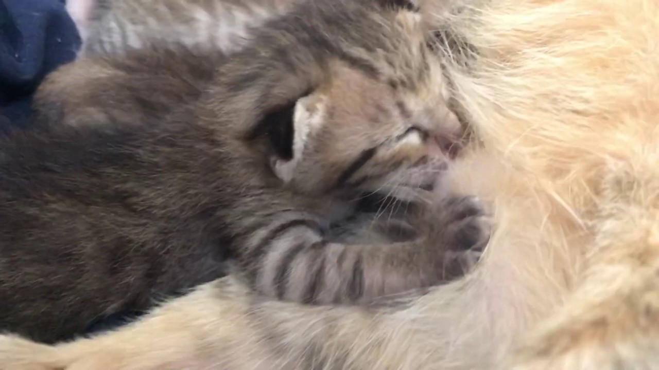 Breastfeeding cat Laki s raising kitten Diary Day11 Breastfeeding cat Laki s raising kitten Diary Day11