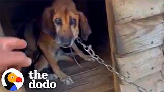 dog spends 19 years chain before his life completely changes