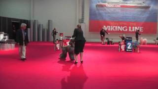 Turku Top Dog Show 2011-Afghan
