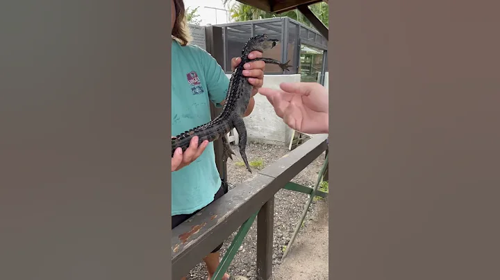 #alligator#flori...  #