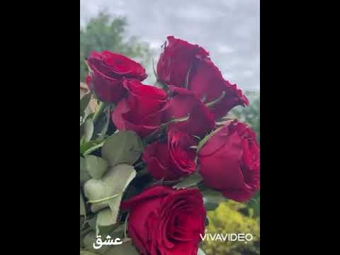 احلى فنجان قهوة مع شيرين