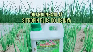 OBAT ULAT DAN GRANDONG TANPA MEMBUAT HAMA KEBAL SATU SATU NYA DI INDONESIA